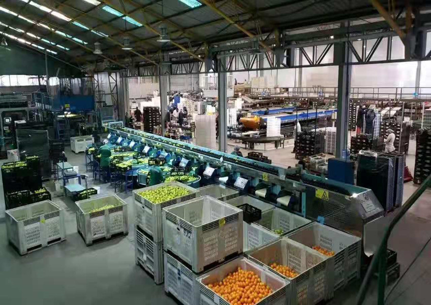 智利進口車厘子