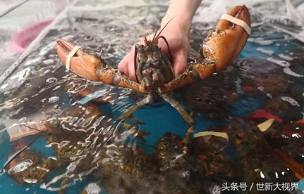 龍蝦進口報關：龍蝦進口流程和手續(xù)