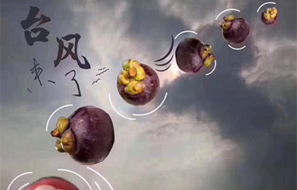 臺(tái)風(fēng)“山竹”集裝箱碼頭防臺(tái)要求