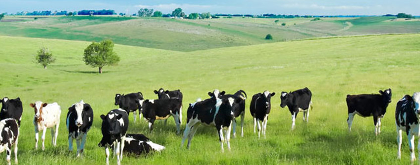 乳制品進(jìn)口清關(guān)：乳制品進(jìn)口所需條件及基本流程